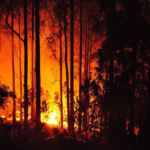 Японии бушует крупнейший за полвека лесной пожар