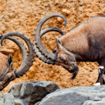 Экосистемы стремительно деградируют: Кыргызстан на 155-м месте в мире по защите биоразнообразия