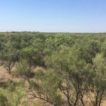 Узбекистан инвестирует в леса и устойчивость экосистем