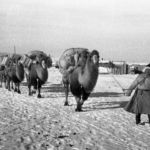 От Каравана верблюдов до Каравана Победы: Маршрут длиною в память