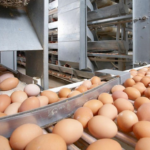 Казахстан ввел месячный запрет на ввоз куриных яиц