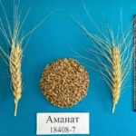 Казахстанские селекционеры представили новые высокоурожайные культуры