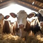 Животноводство Казахстана показывает устойчивый рост