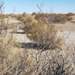 Зелёный барьер против засухи: как саксаул помогает Таджикистану противостоять изменению климата