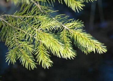 telegram-cloud-photo-size-2-5406839934603168838-y