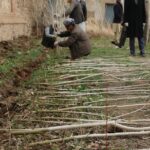 Талибы начали кампанию по посадке более 17 миллионов деревьев