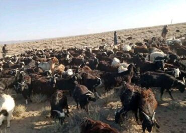 telegram-cloud-photo-size-2-5240214182978851570-x