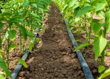 telegram-cloud-photo-size-2-5260428772974990166-x