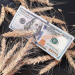 Пшеница дорожает: погодные риски и геополитика толкают рынок вверх