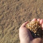 Центральная Азия тянет спрос: прогноз по импорту российской пшеницы повышен до 1,4 млн тонн