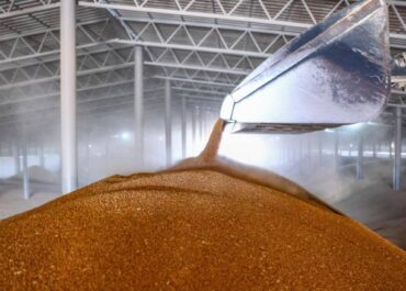 Россия и Египет прорабатывают создание зернового хаба