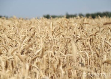 telegram-cloud-photo-size-2-5395528193336350162-x