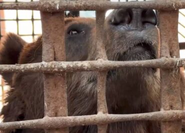 telegram-cloud-photo-size-2-5404612255325820014-y