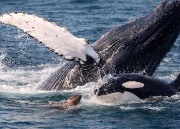 telegram-cloud-photo-size-2-5413500445331755903-y