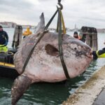 В Венеции из-за полуторатонной луны-рыбы парализовано движение судов