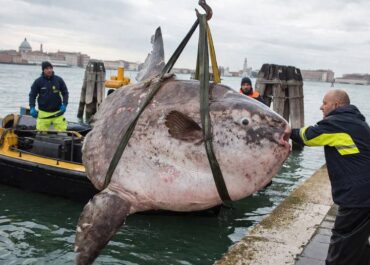 В Венеции из-за полуторатонной луны-рыбы парализовано движение судов