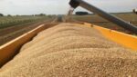 Зерновой баланс: ФАО прогнозирует потребность Таджикистана в импорте 1,35 млн тонн пшеницы
