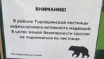 Торгашинскую лестницу в Красноярске закрыли из-за активности медведей