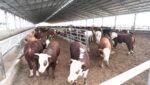На юге Казахстана завершают строительство мега-фермы на 5 тысяч голов