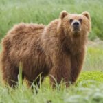 Русские мишки мигрируют в страны НАТО в поисках еды и свободных территорий