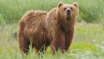 Русские мишки мигрируют в страны НАТО в поисках еды и свободных территорий